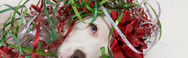 Rizičan praznični izazov sa mreža: Vlasnici podležu novom trendu zbog koga se ljubimci "zamrzavaju"