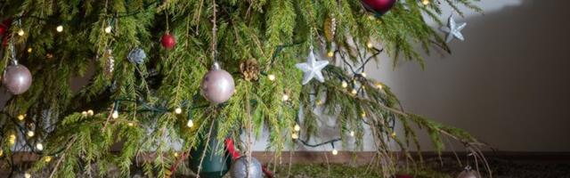 Novogodišnja jelka je pravi magnet za PARE: Postavite je ovde i gledajte kako novac stiže