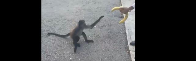 Banana izazvala haos: Pogledajte kako su majmuni iznenadili prolaznike