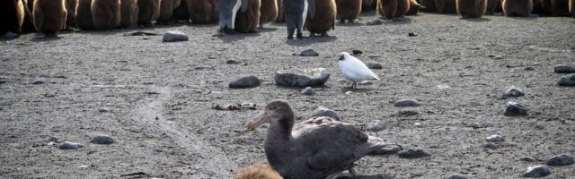 STIGLO JEZIVO UPOZORENJE! Soj ptičjeg gripa koji hara Antarktikom može da ubije 100 odsto zaraženih životinja