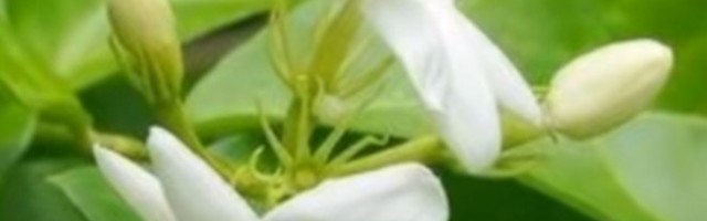 OVAJ MIRISNI CVET TREBA DA IMA SVAKA BAŠTA! Uklapa se u svaki prostor!