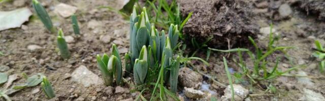 Čuda prirode: Čim je sneg okopnio, ona izronila