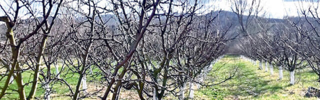 Почињу пролећни радови у воћњацима