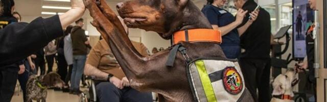 Uginula herona na četiri noge: Hana spasila više od 170 života, nastavila da radi i nakon teške bolesti