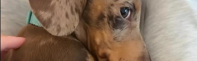 Pas imao peh od radosti, pa se postideo, više od 26 miliona ljudi pogledalo najnežniji video na svetu (video)