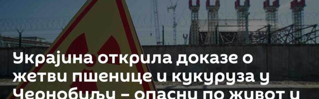 Украјина открила доказе о жетви пшенице и кукуруза у Чернобиљу – опасни по живот и здравље људи