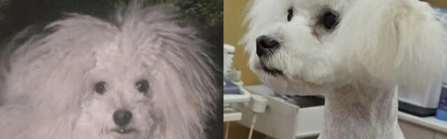 Misteriozna bolest psa iz Čačka: Kad je grumer ošišao Badija, ugledao je nešto što mu je slomilo srce