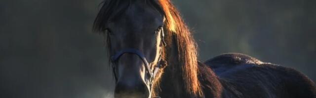 Italija bi uskoro mogla da zabrani ubijanje konja i magaraca zbog mesa