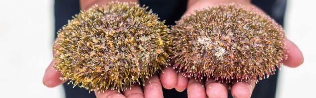 Ribar uhvaćen sa 2.500 morskih ježeva kod Glife, evo kako je kažnjen