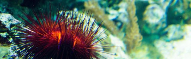 Uhvaćen u krivolovu sa 2.500 morskih ježeva na Eviji