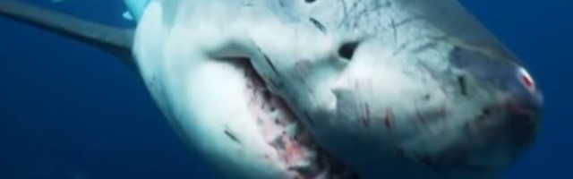 I ONA POZIVA TURISTE?! Neverovatan prizor kod Atine, ajkula se BRČKA U PLIĆAKU! /VIDEO/