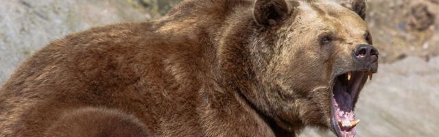 Grizli napao grupu đaka i nastavnika: Dvoje u kritičnom stanju