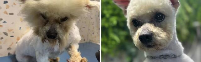 Kako je Toša iz PAKLA NEBRIGE stigao do sigurnosti i ljubavi zahvaljujući spasiocima iz Udruženja "Čarna"