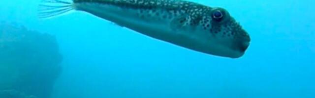 Odmah objavljeno hitno upozorenje, ako vidite ovu ribu, ne pipajte je nikako: Može vas ubiti za par minuta