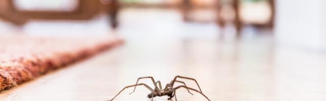 Ako stalno viđate pauke u kući, to nije slučajno: Stara verovanja kažu da vam život šalje jasne poruke