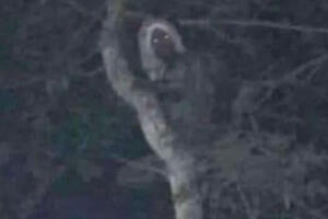 Мексички председник тврди да има фотографију вилењака