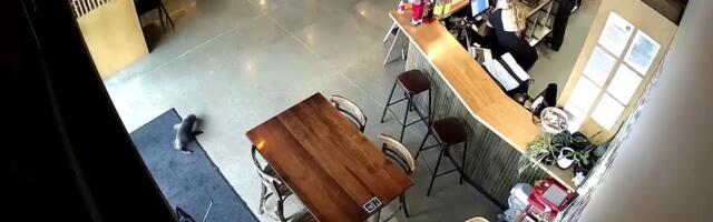 Foka ušetala u kafić, a vlasnica tražila lososa: Ne, nije početak vica - već snimak za nevericu