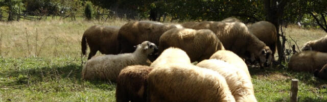 UKRALI STADO OD 48 OVACA  Životinje prodali za 3000 evra