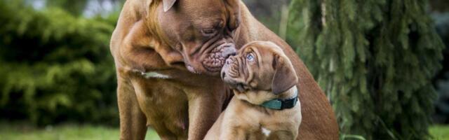 VEČNA KUĆA ZA KRZNENE PRIJATELJE: Osniva se groblje za kućne ljubimce na Zlatiboru, drugo u Srbiji