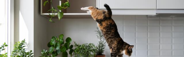 Kako sprečiti mačku da se penje na ”zabranjena” mesta
