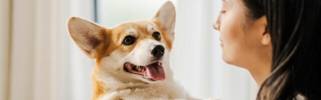 Koji su najčešći razlozi za ljubomoru kod pasa