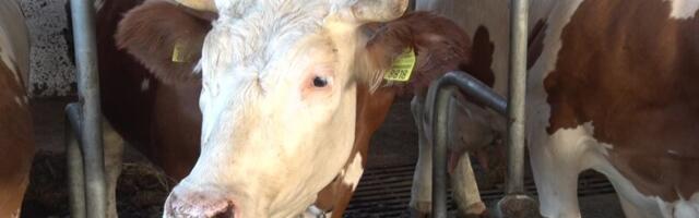 Raspisan konkurs za regresiranje veštačkog osemenjavanja krava