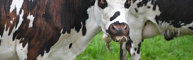 Suša preti da ukine proizvodnju mleka u Srbiji