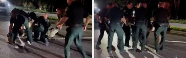 Zver duga 4 metra i teška 272 kilograma napravila haos na auto-putu: Ovako su se policajci mučili da je uklone