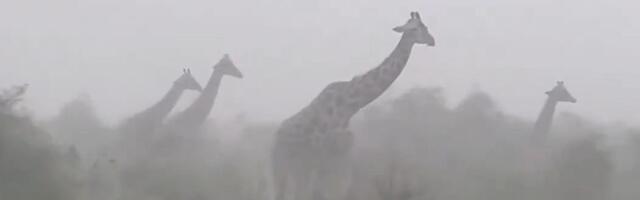 VIDEO: Žirafe nemaju gde da se sklone za vreme oluje -  ali ne paniče