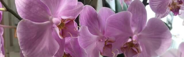 Kako da vam orhideja ne prestaje da cveta? Uradite ove 3 stvari u martu i biće nikad veća