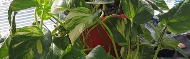 Biljku postavite baš u ovaj deo stana, većina ljudi ni ne zna koliko je važan, a privlači NOVAC samo tako