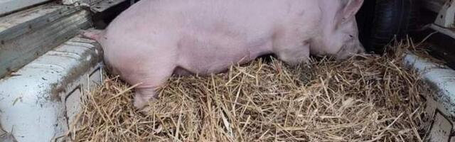 Pojeftinile svinje u Srbiji: Evo kako se kreću cene na stočnoj pijaci