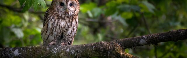 Sove koje su se ukrcale na kruzer vraćaju se u SAD nakon boravka u Španiji