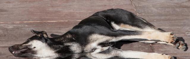 Veterinari upozoravaju: Ovo su tihi znakovi koji otkrivaju da vaš pas pati