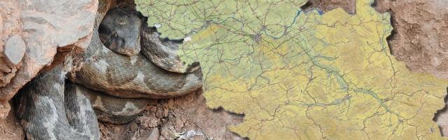 Pet godina se krila u šupi, a onda usledio šok! Vladica izvukao zver dugu dva metra (VIDEO)