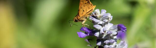 Ako posadite ovaj jeftini, a prelepi žbun u bašti imaćete brda cveća i voća: Privlači leptire kao magnet!