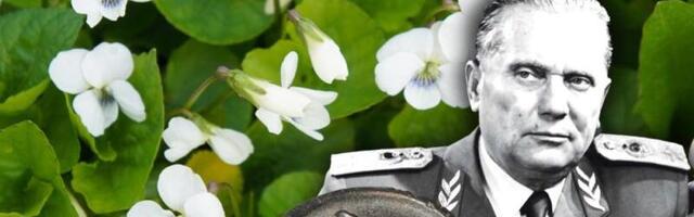 Druže Tito, ljubičice od 100 kila! Novinarka zbog vica završila na Golom otoku, kolega je prijavio