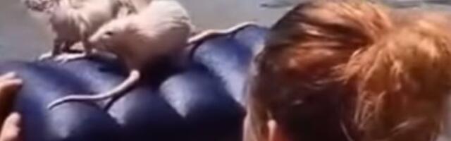 Žena na kupanje na Adu povela PACOVE (VIDEO)