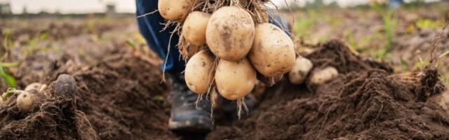 Dragiša svoj krompir sa Rajca prodaje na pijaci u Zrenjaninu: Kupce navikli na kvalitet, stekli i prijatelje