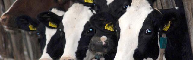 Ministarstvo poljoprivrede raspisalo javni poziv za podsticaje za kvalitetna priplodna grla za 2026.