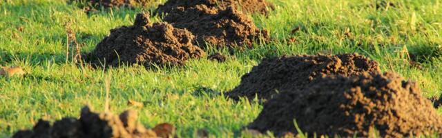 Travnjak vam izgleda kao minsko polje? Jedan trik tera krtice bez otrova i hemikalija
