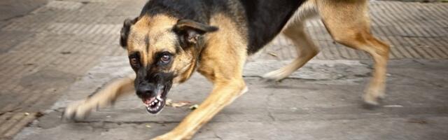 Kako prepoznati da li je pas OPASAN