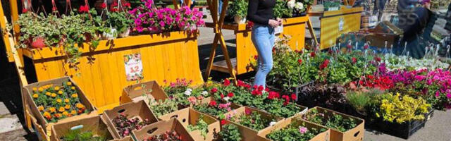 Sajam cveća i humanitarni bazar u Lebanu