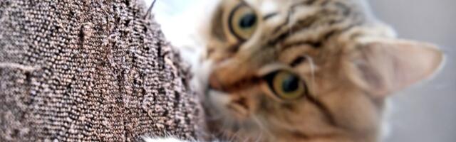 Kako SPREČITI mačke da grebu nameštaj? Efikasni načini koji sigurno pomažu