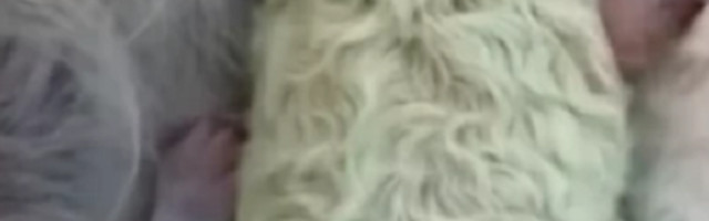 Nikome nije jasno kako se ovo desilo, ali objašnjenje postoji!