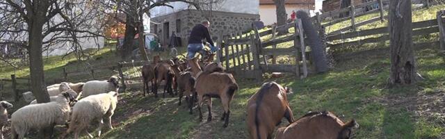 Raspisan Javni poziv za podsticaje za očuvanje životinjskih genetičkih resursa