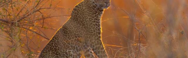 Sajmon Blejkni, urednik BBC serije ‘Kraljevstvo’: ‘Priroda je pisala scenario’