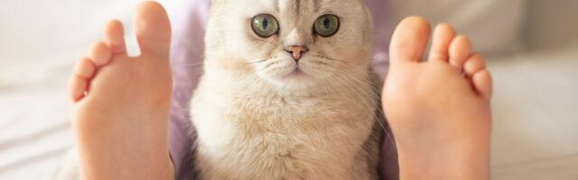 Lov ispod pokrivača: Zašto mački nisu zanimljiva otkrivena stopala, već samo onda kad se ne vide?