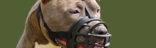Kako su borbe pasa prešle iz Koloseuma do podzemlja Amerike i zašto zakon još nije u stanju da ih zabrani