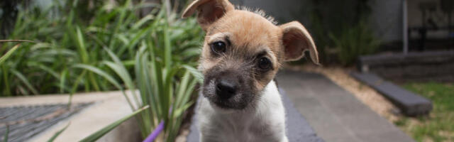 Deluje vam preslatko kad vaš pas nagne glavu u stranu? Evo kada je to znak ozbiljnog problema